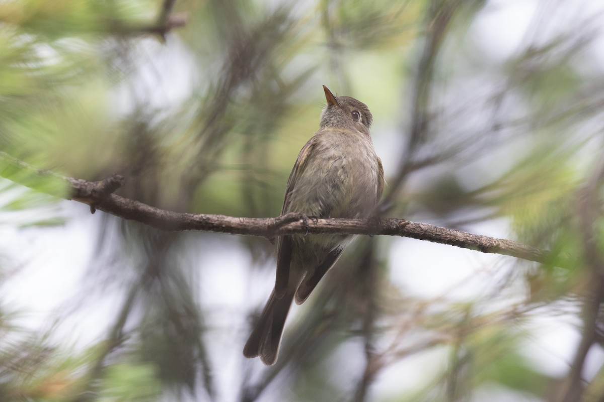 Pine Flycatcher - ML621591191