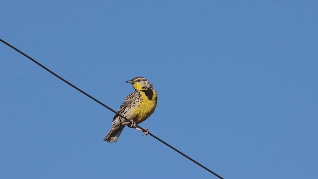 Western Meadowlark - ML621591194