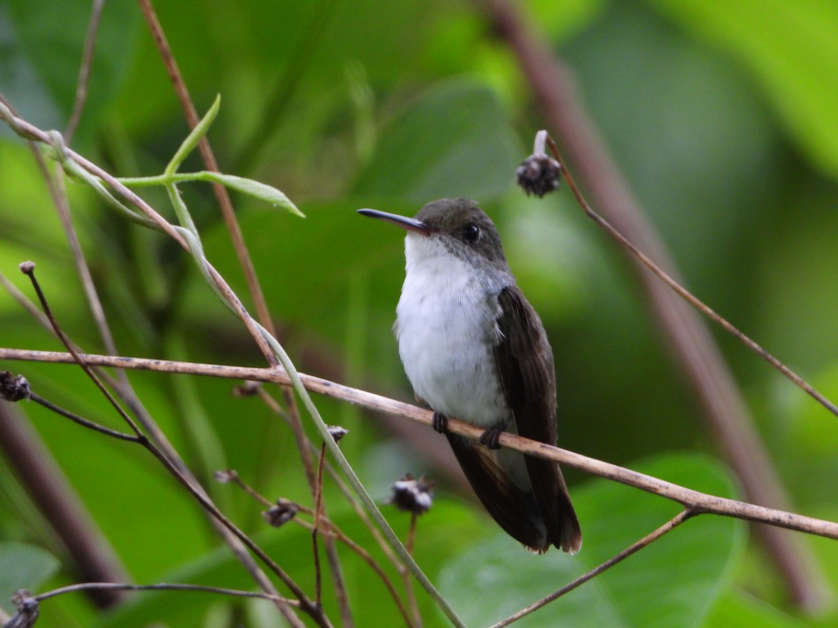 White-bellied Emerald - ML621591207