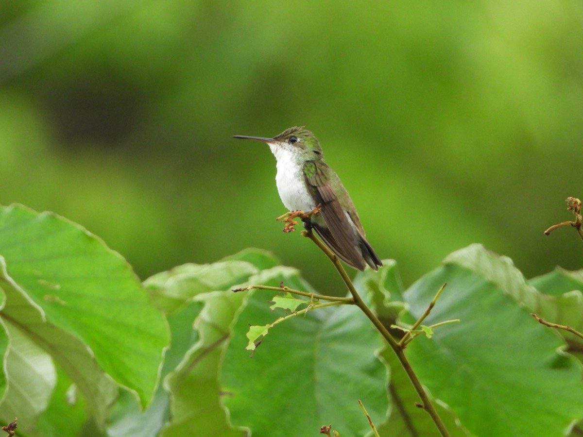 White-bellied Emerald - ML621591209