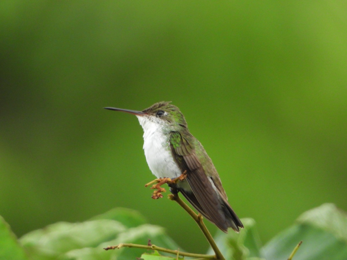 White-bellied Emerald - ML621591217