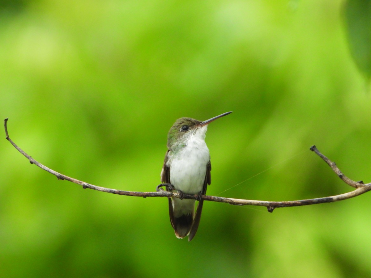 White-bellied Emerald - ML621591218