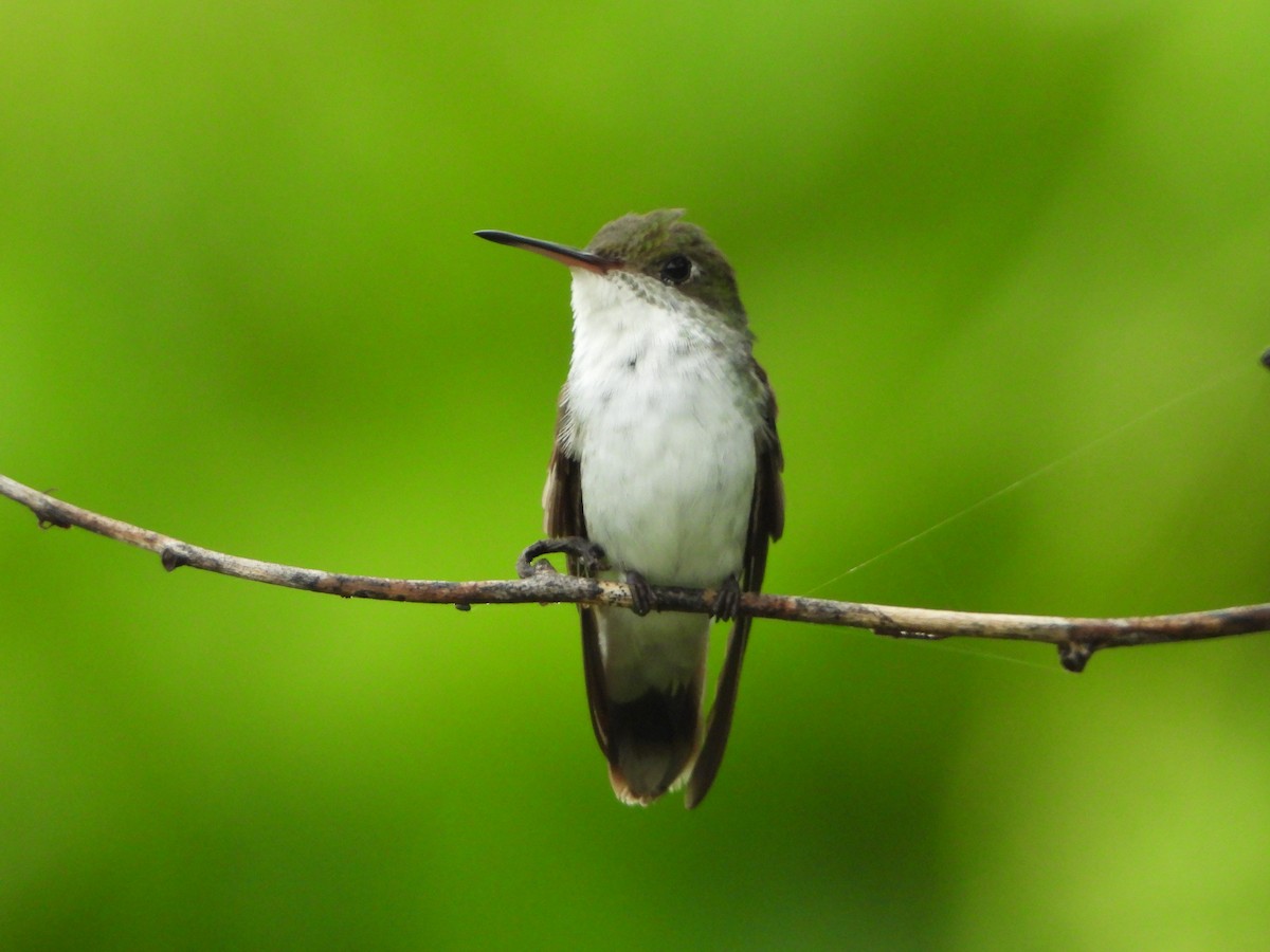 White-bellied Emerald - ML621591219