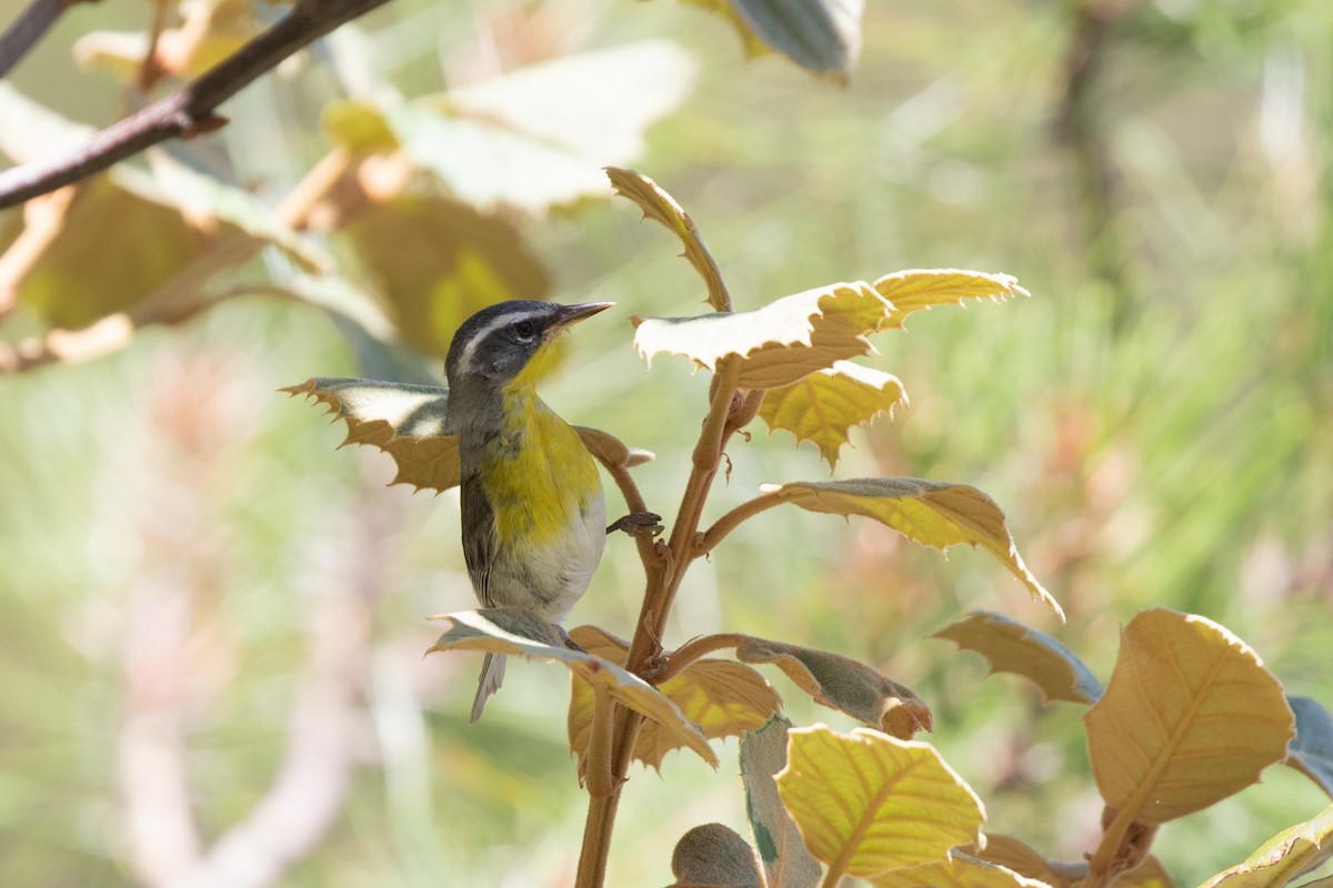 Crescent-chested Warbler - ML621591222