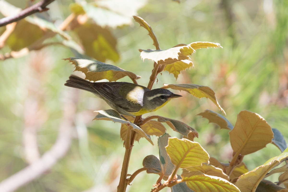 Crescent-chested Warbler - ML621591224