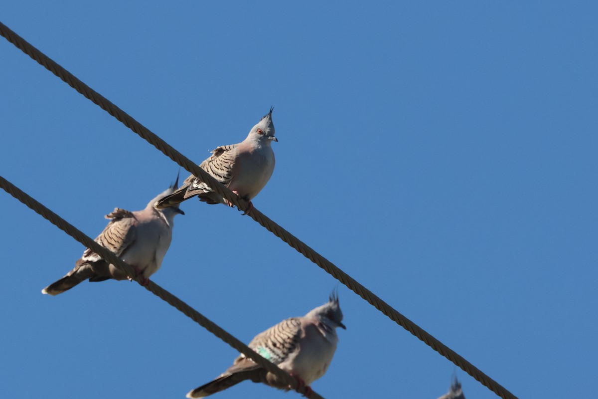 Crested Pigeon - ML621591246