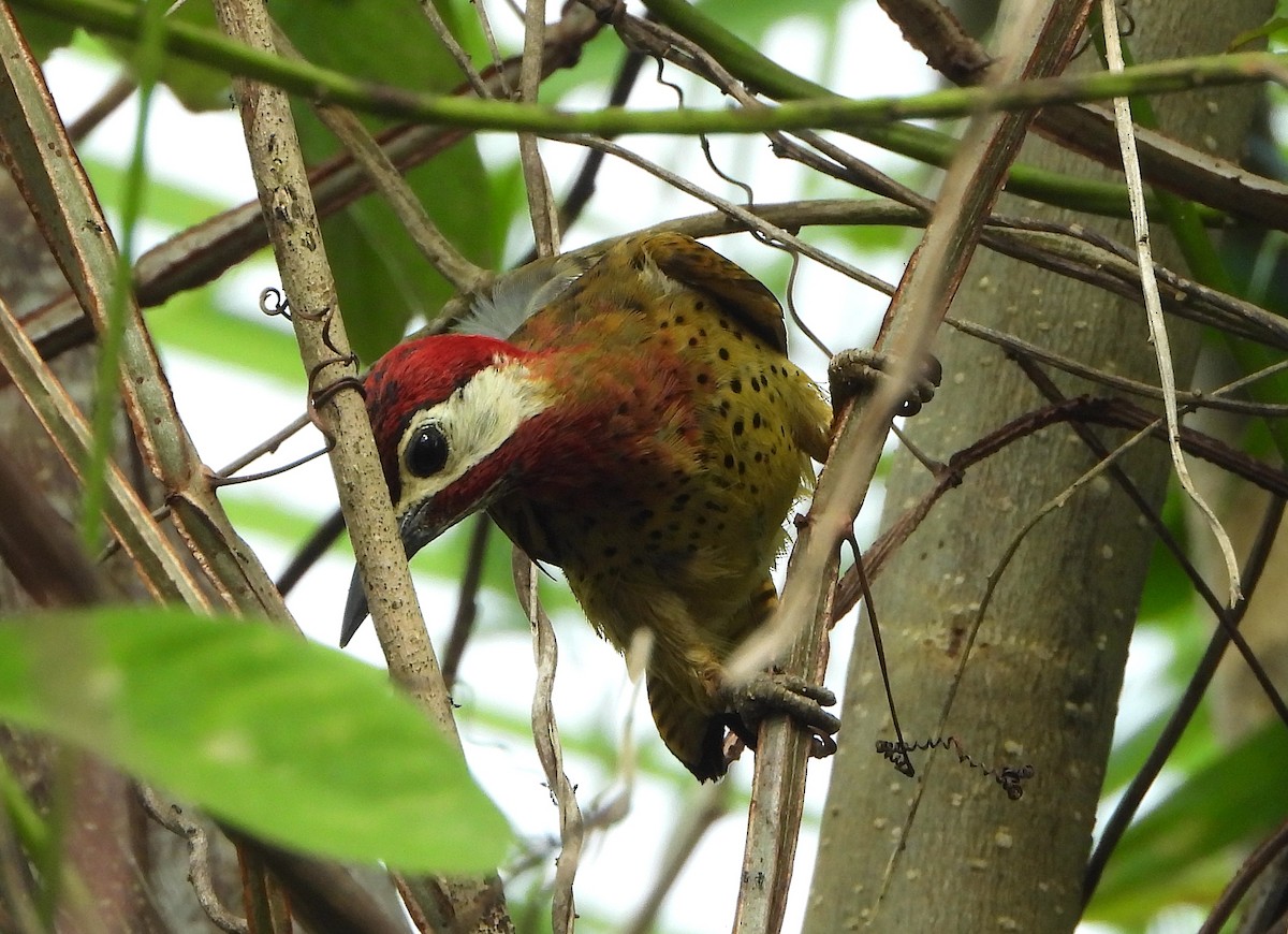 Spot-breasted Woodpecker - ML621591277