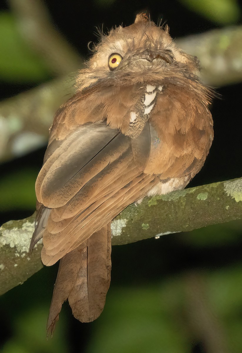 Javan Frogmouth - ML621591287