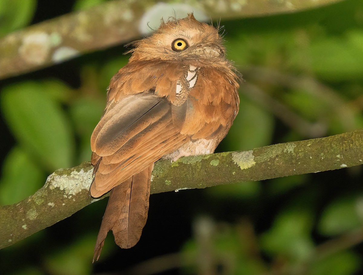 Javan Frogmouth - ML621591288