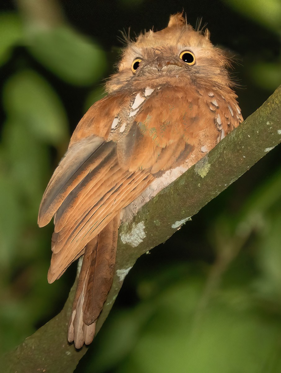 Javan Frogmouth - Mark Chappell