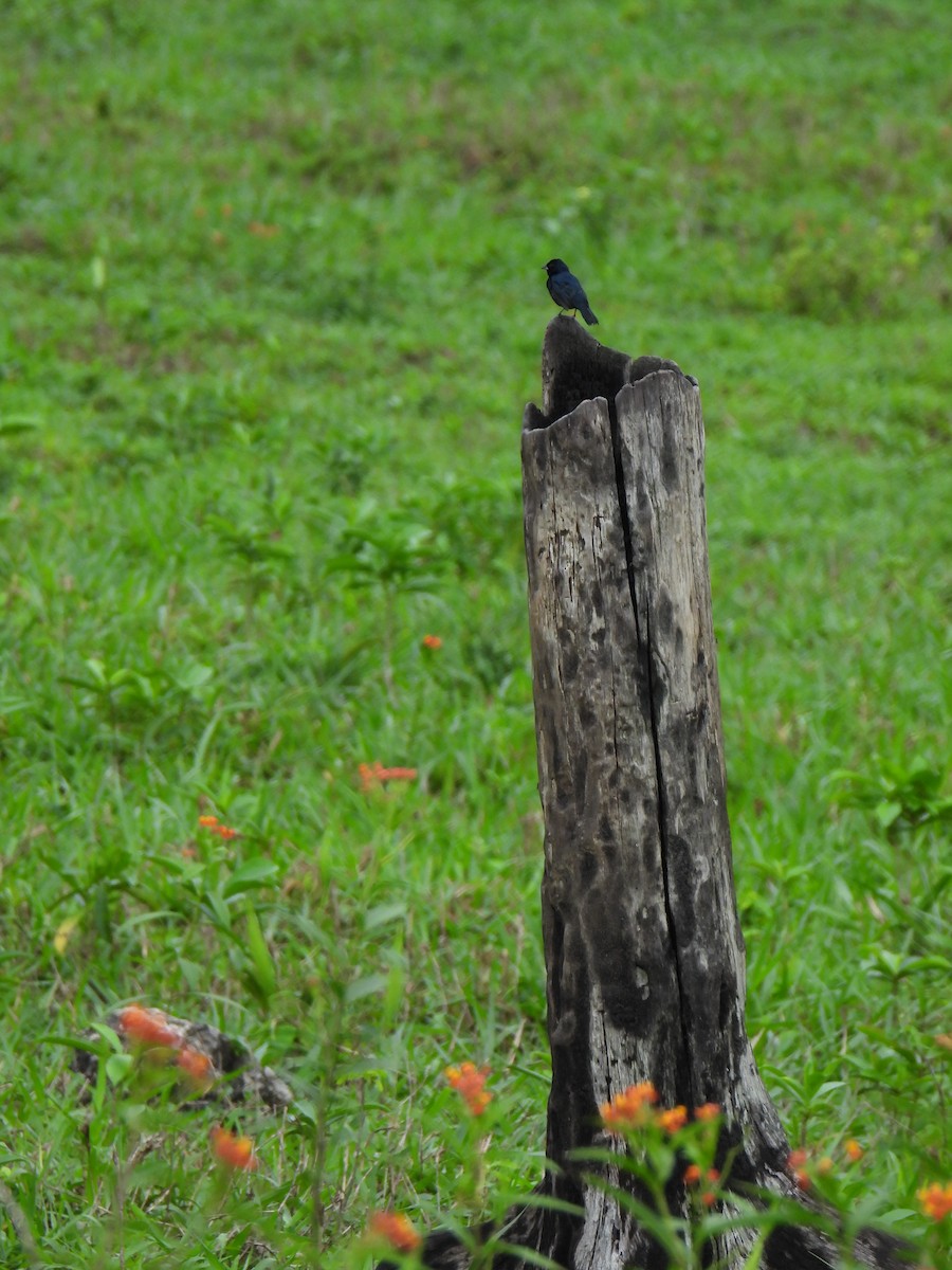 Blue-black Grassquit - ML621591313