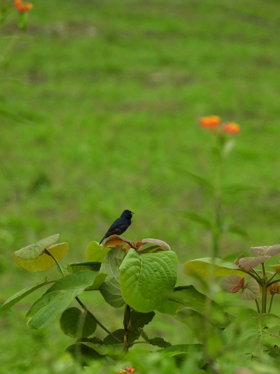 Blue-black Grassquit - ML621591314