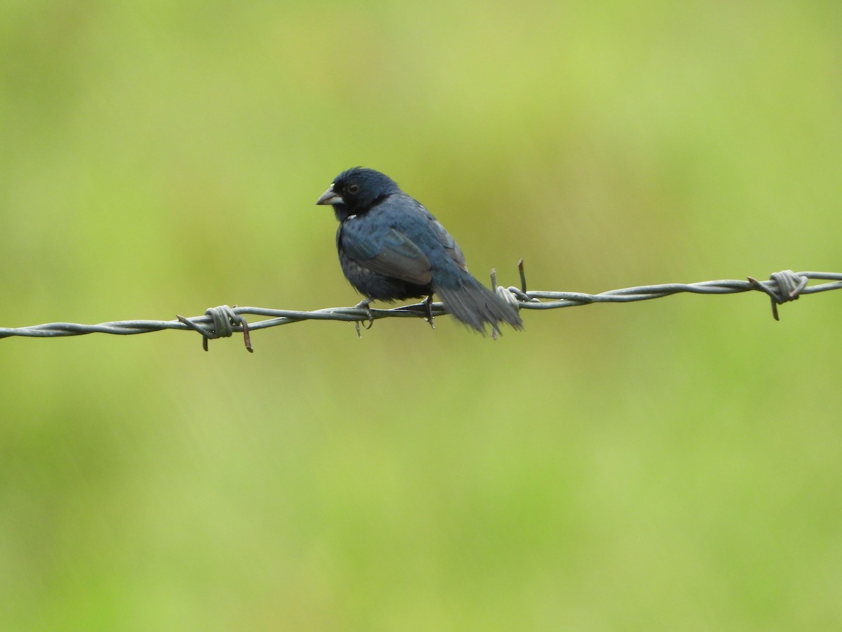 Blue-black Grassquit - Angel Castillo Birdwatching Guide