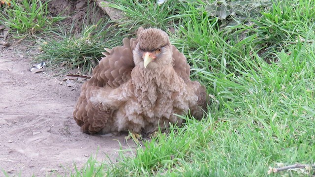 Chimango Caracara - ML621591317