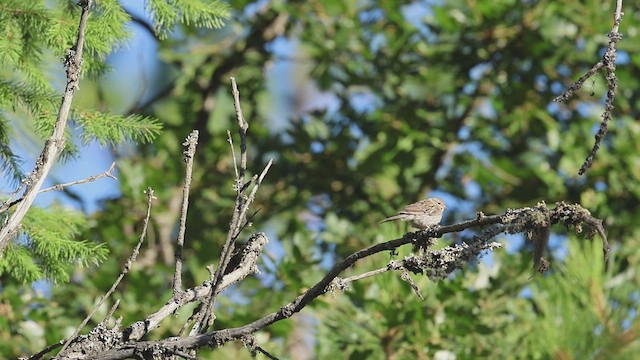 Chipping Sparrow - ML621591331