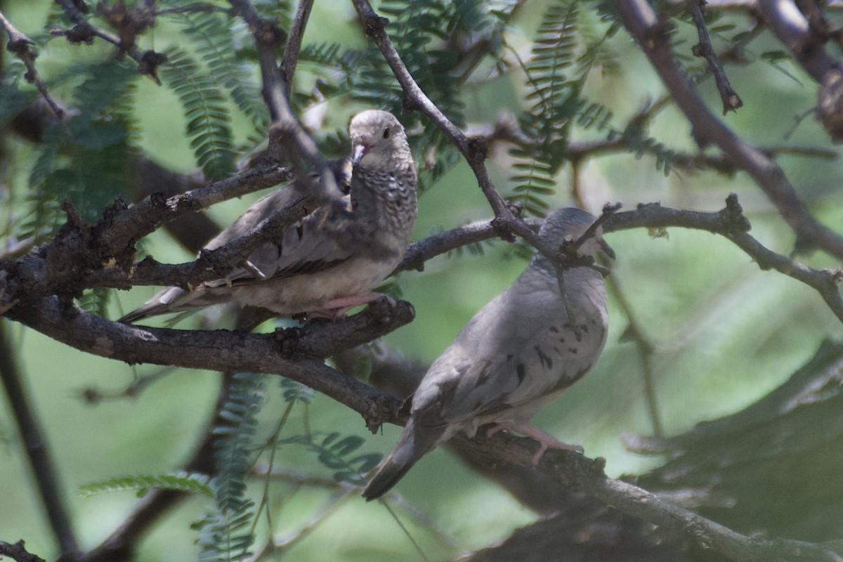 Common Ground Dove - ML621591340