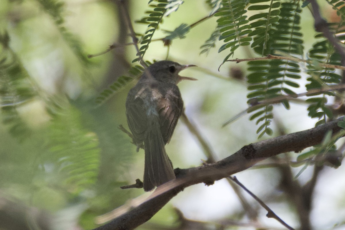 Bell's Vireo (Arizona) - ML621591344