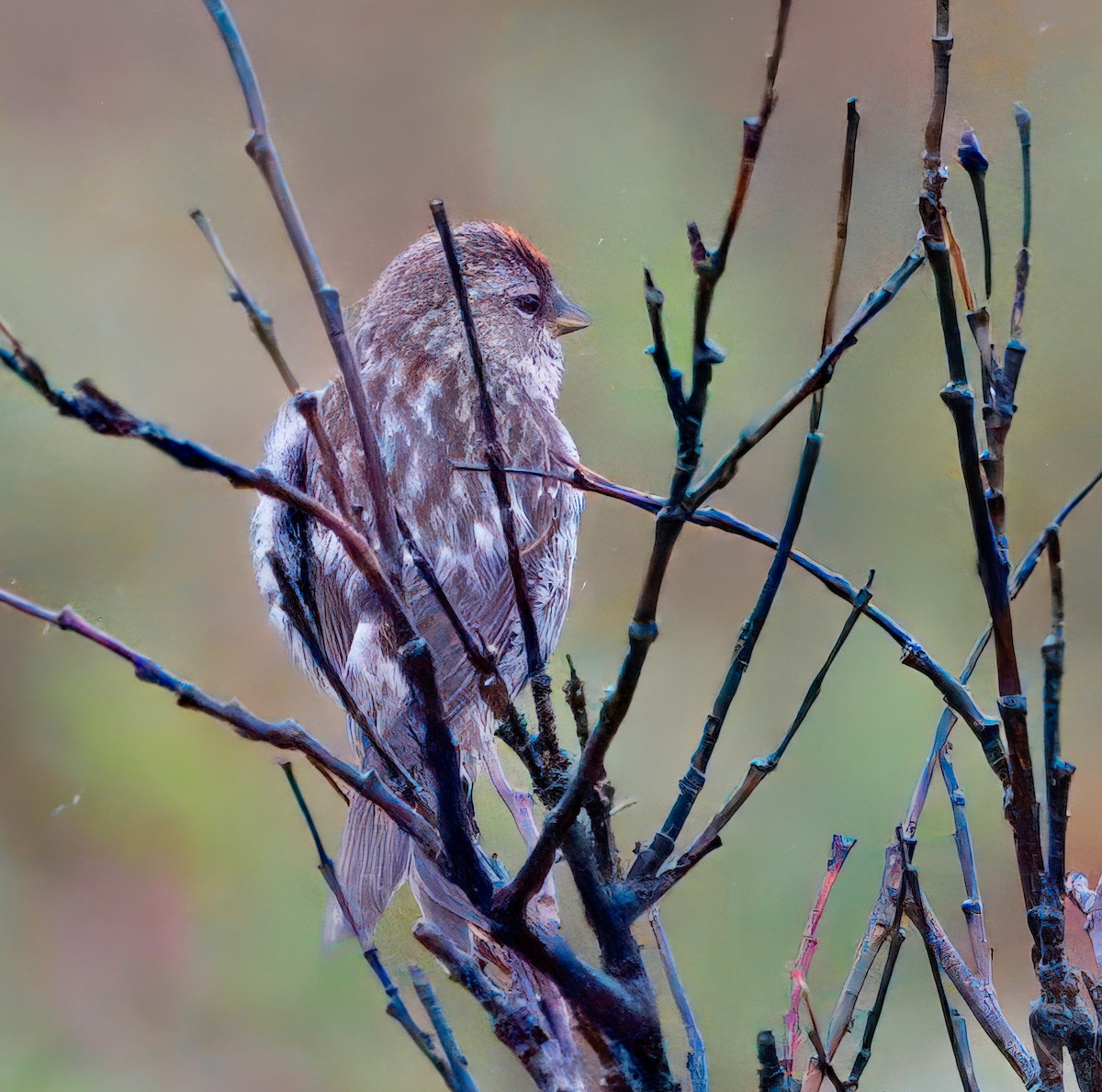 Common/Hoary Redpoll - ML621591365