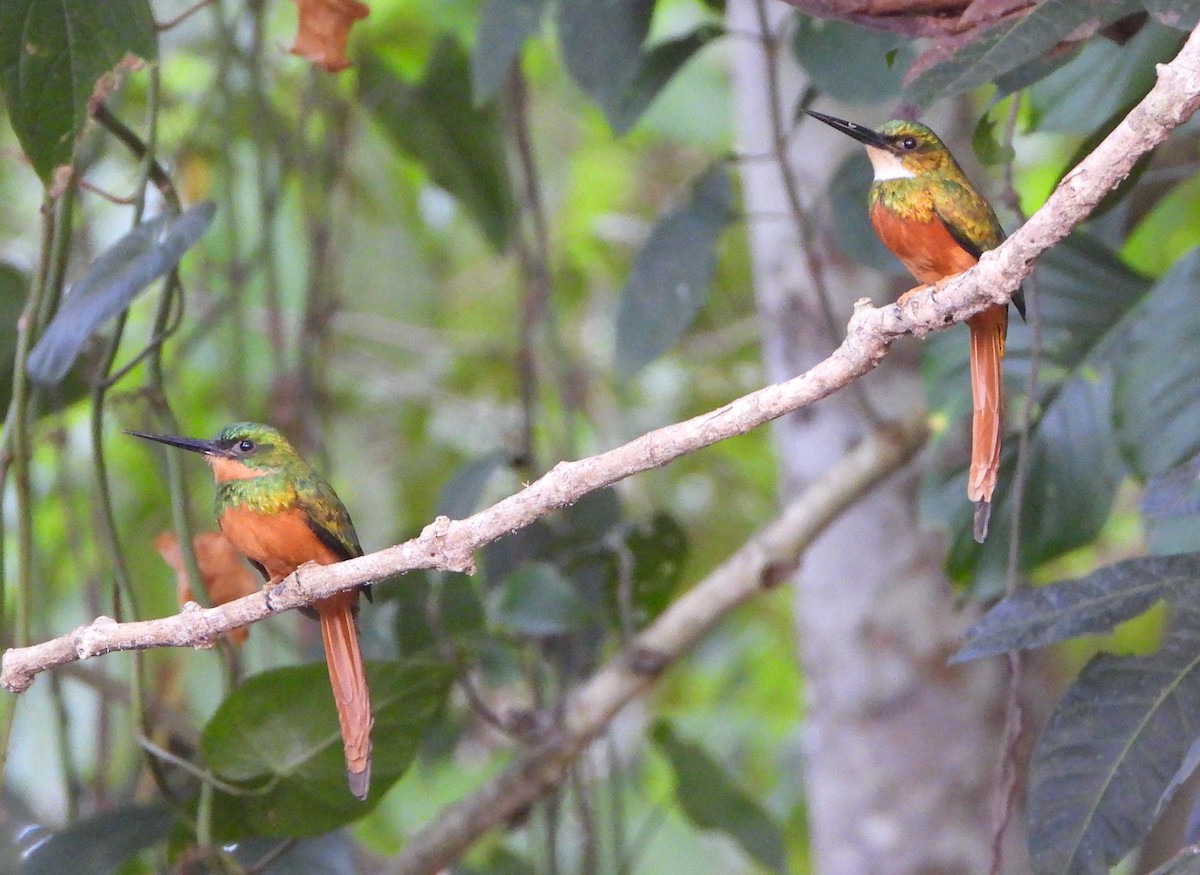 Jacamar à queue rousse - ML621591388