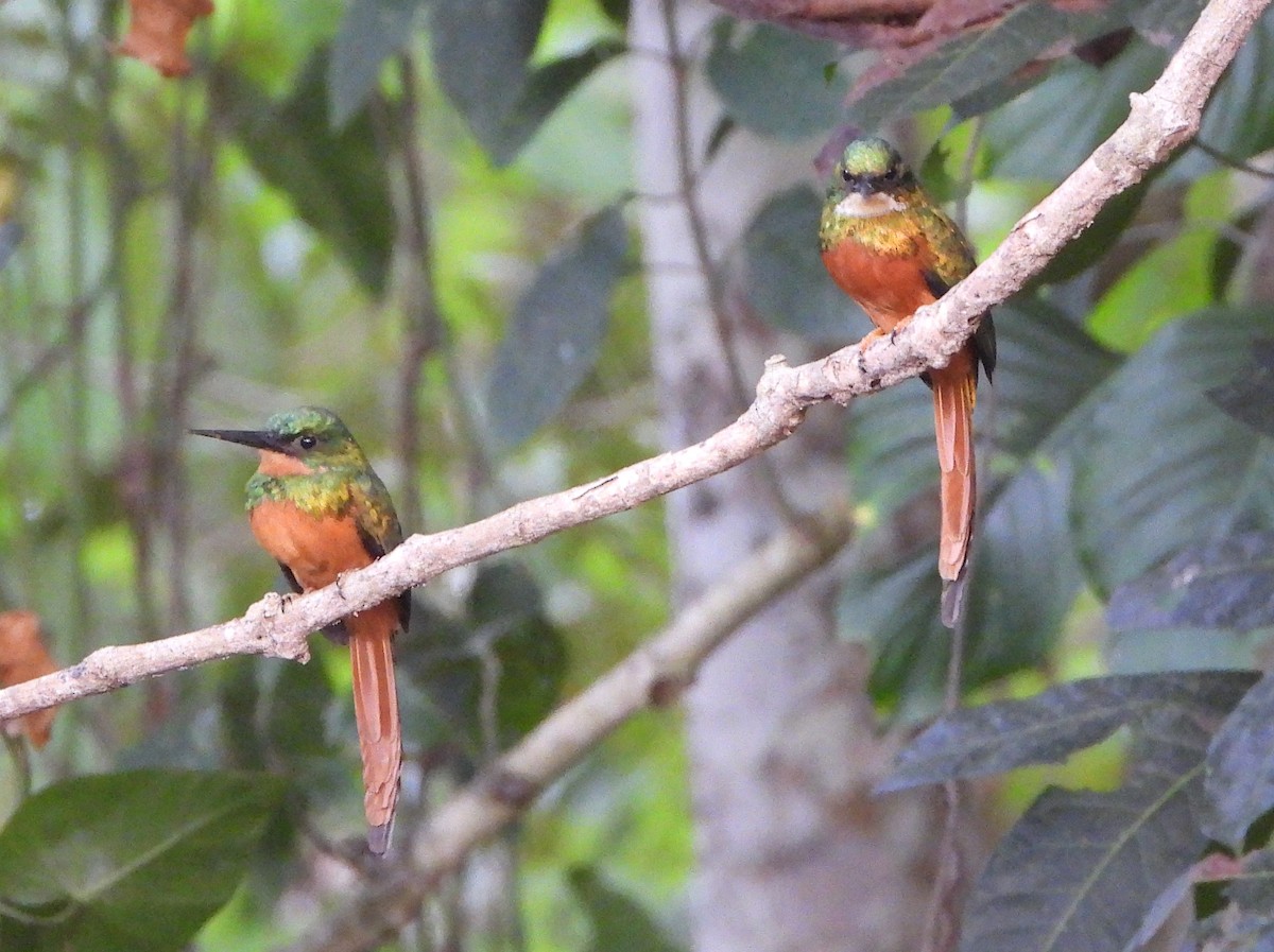 Jacamar à queue rousse - ML621591389