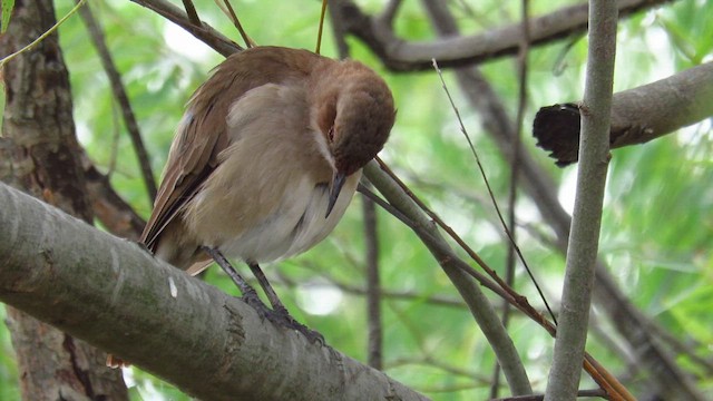 セアカカマドドリ - ML621591413