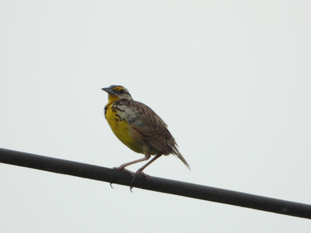 Eastern Meadowlark (Eastern) - ML621591478