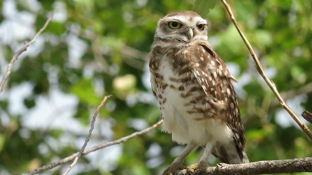 Burrowing Owl - ML621591485