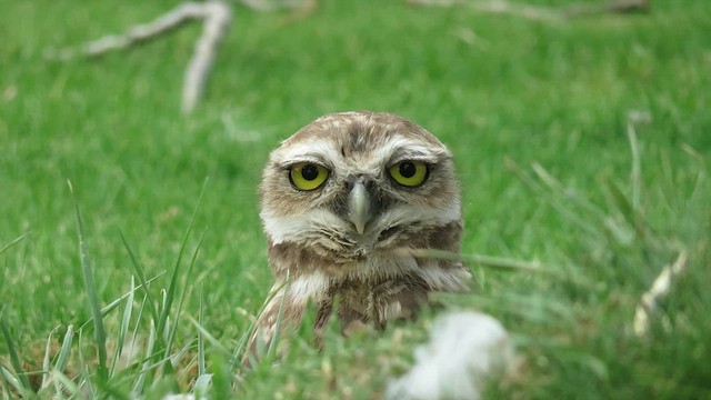 Burrowing Owl - ML621591500