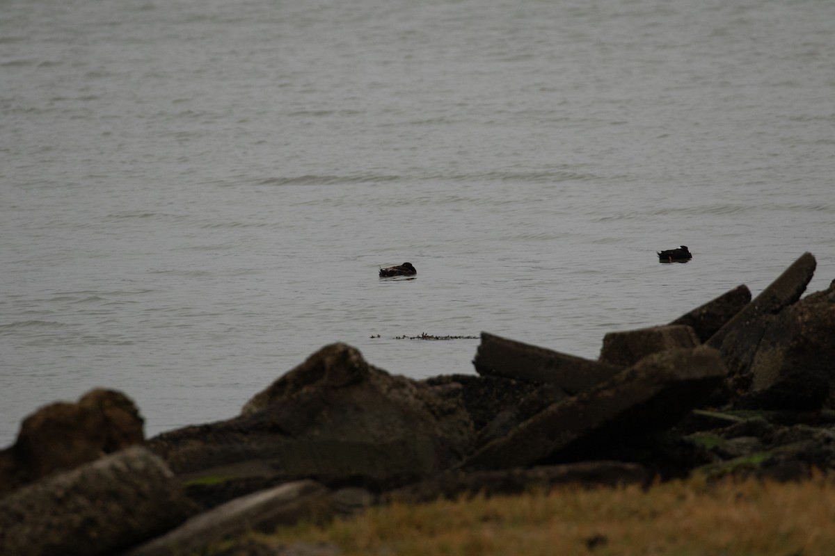 Surf Scoter - Muriel Holzer