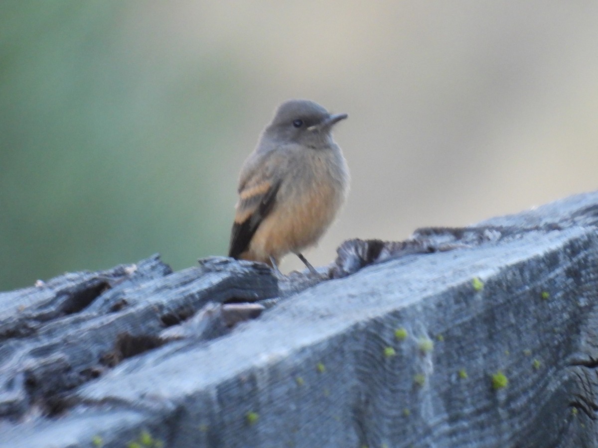 Say's Phoebe - ML621591596