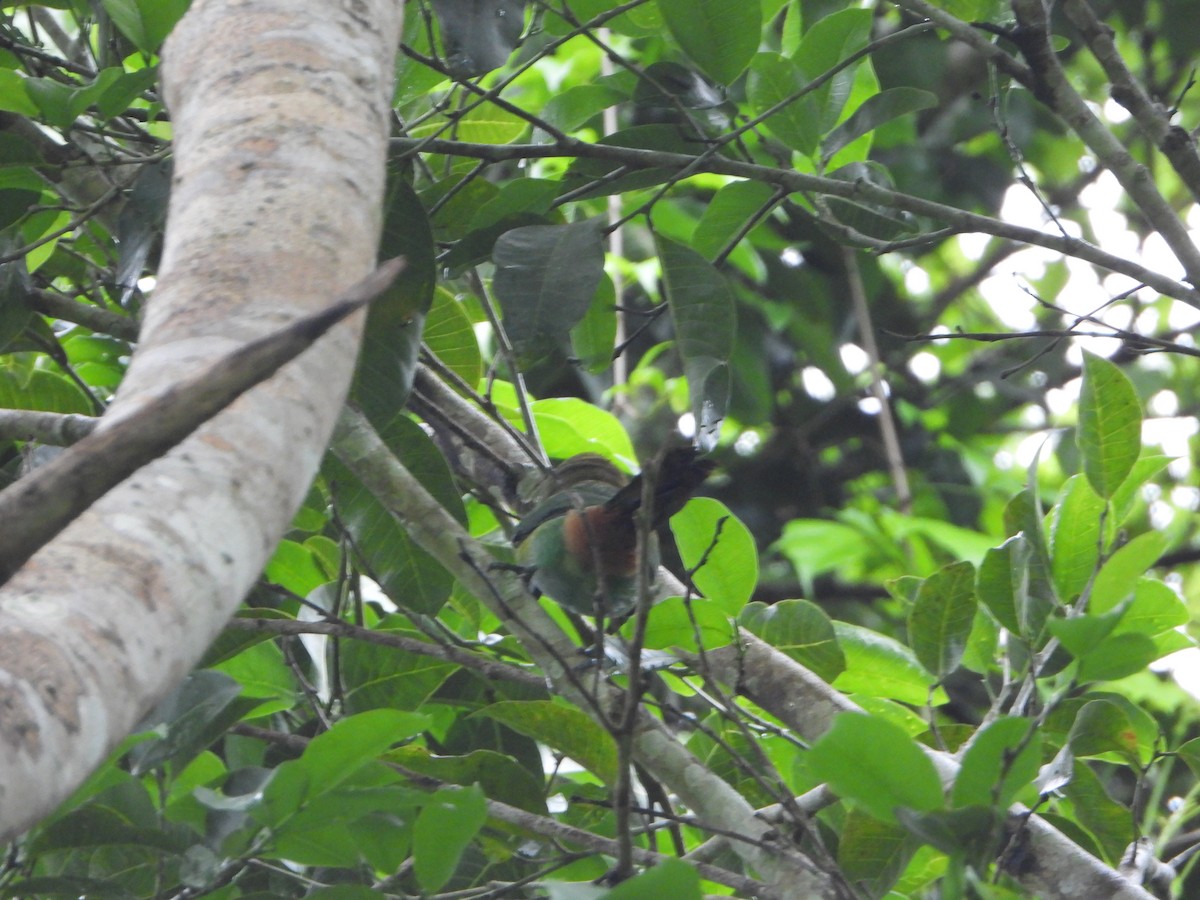 Northern Emerald-Toucanet (Emerald) - ML621591631