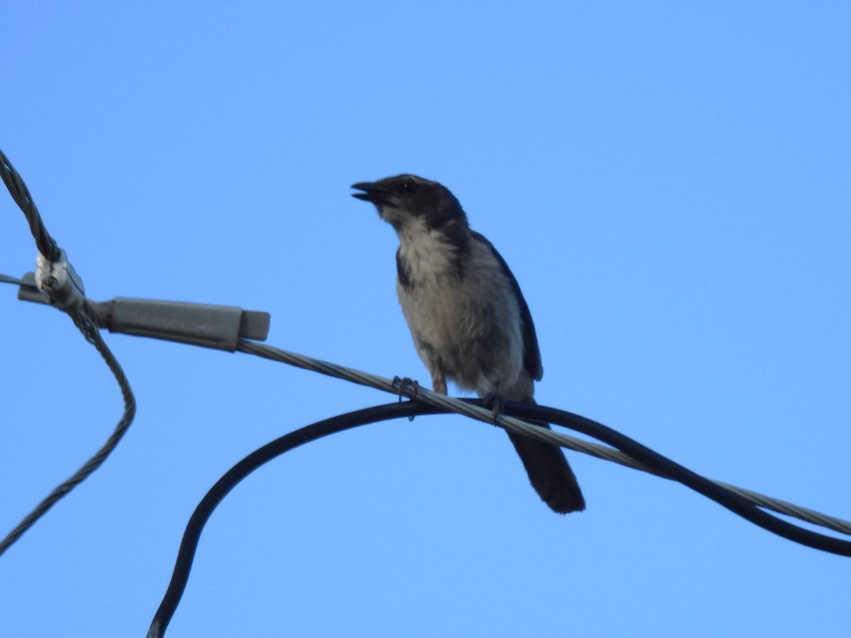 California Scrub-Jay - ML621591646