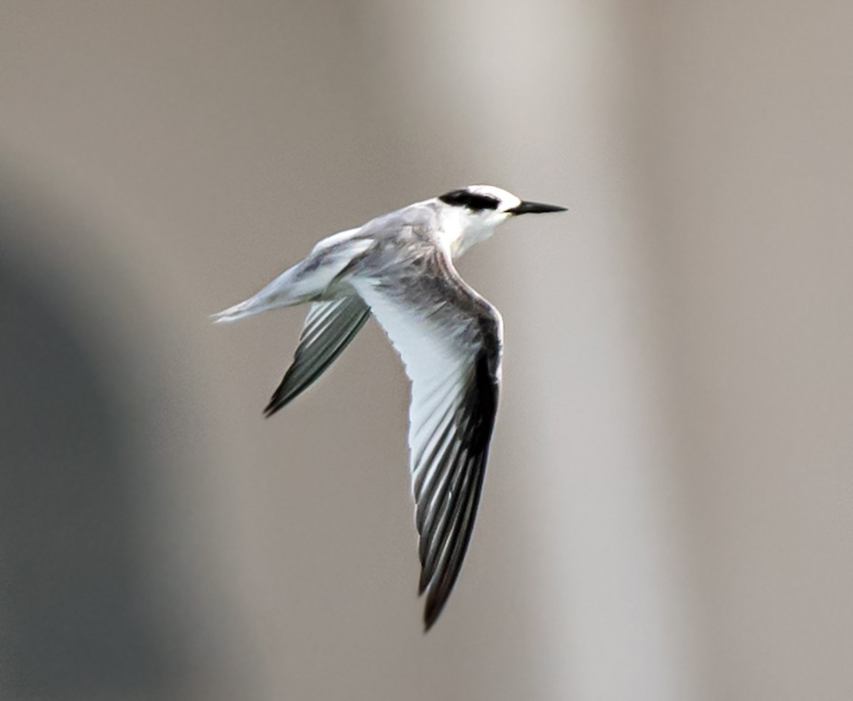 Saunders's Tern - ML621591768