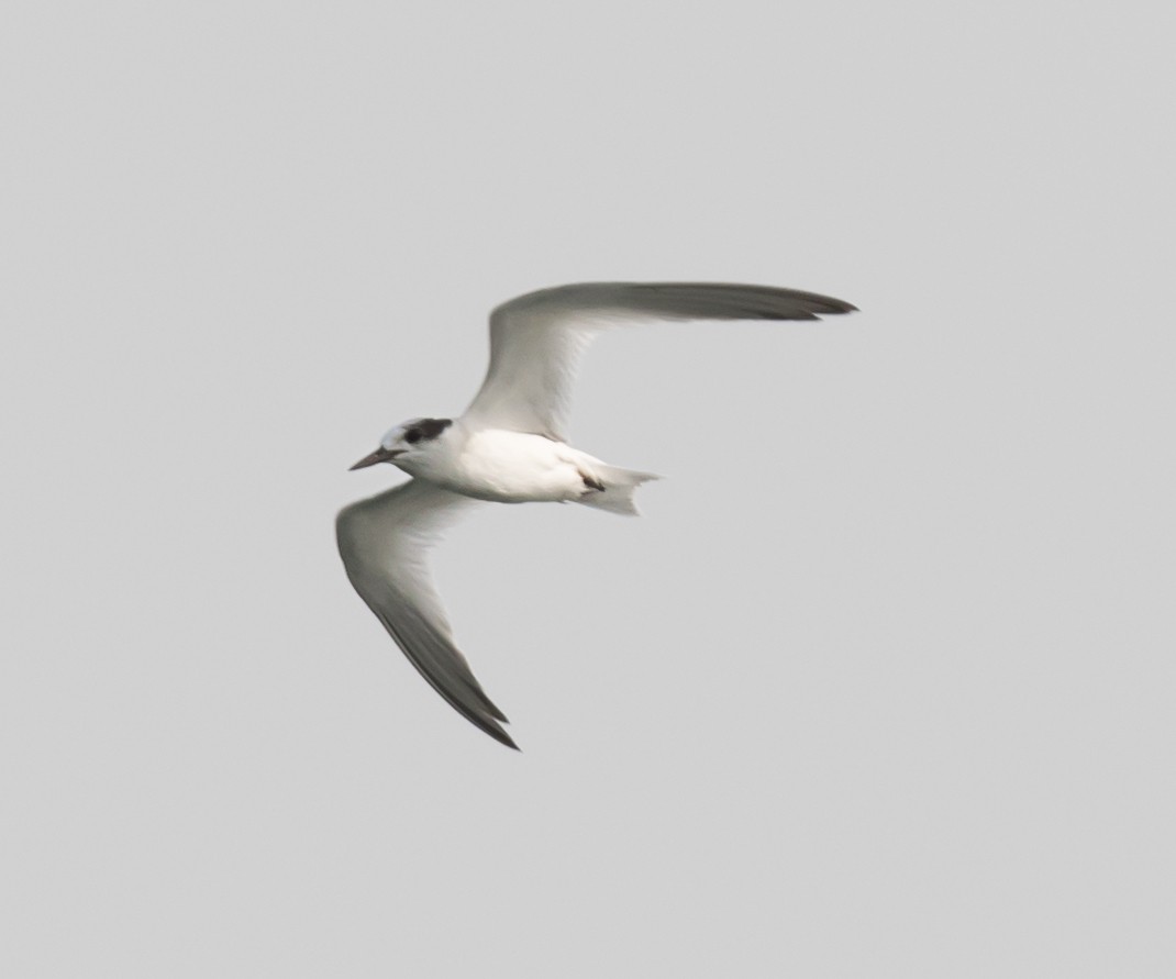 Saunders's Tern - ML621591769