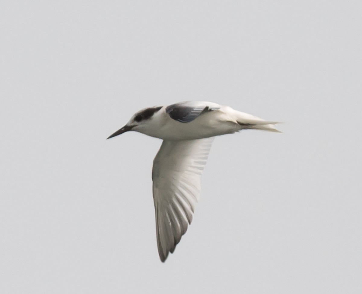 Saunders's Tern - ML621591770