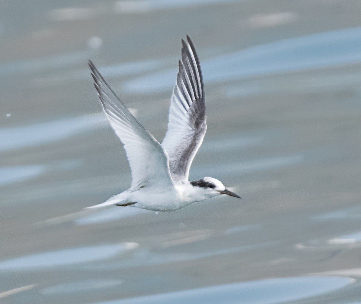 Saunders's Tern - ML621591772