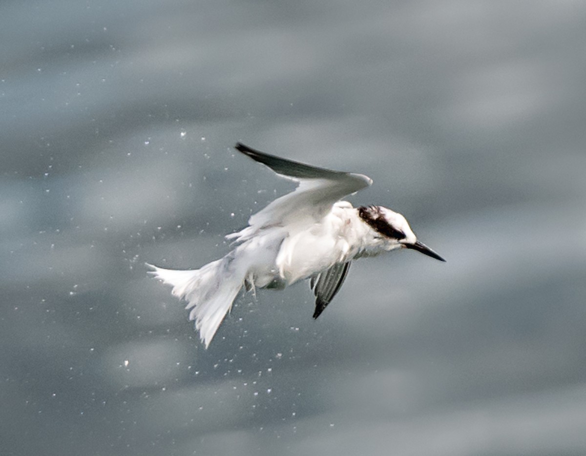 Saunders's Tern - ML621591773