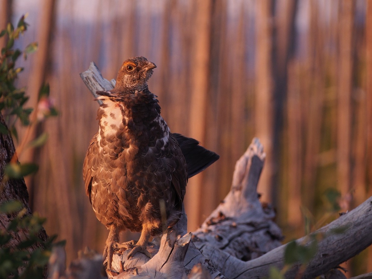 Dusky Grouse - ML621591788