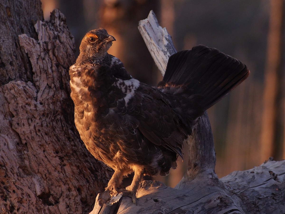 Dusky Grouse - ML621591797