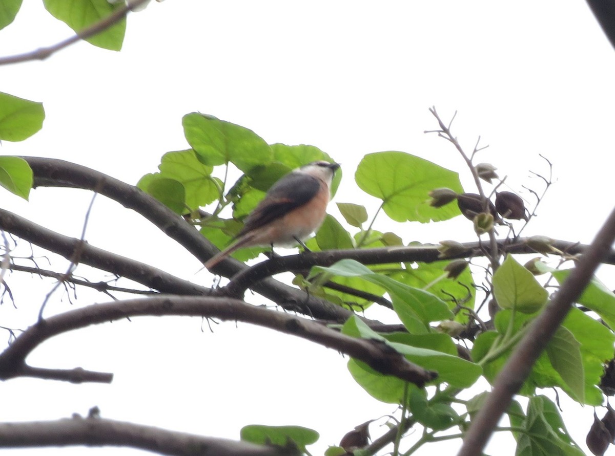 Brown-rumped Minivet - ML621591899