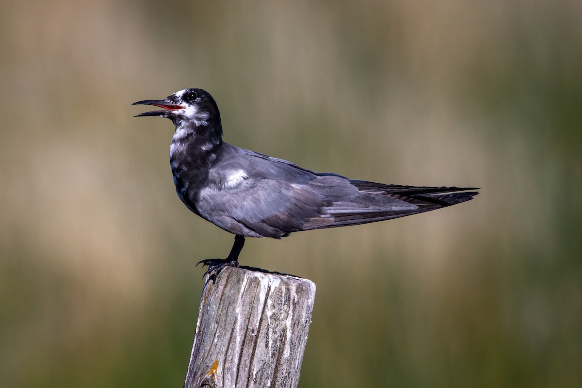 Black Tern - ML621591916