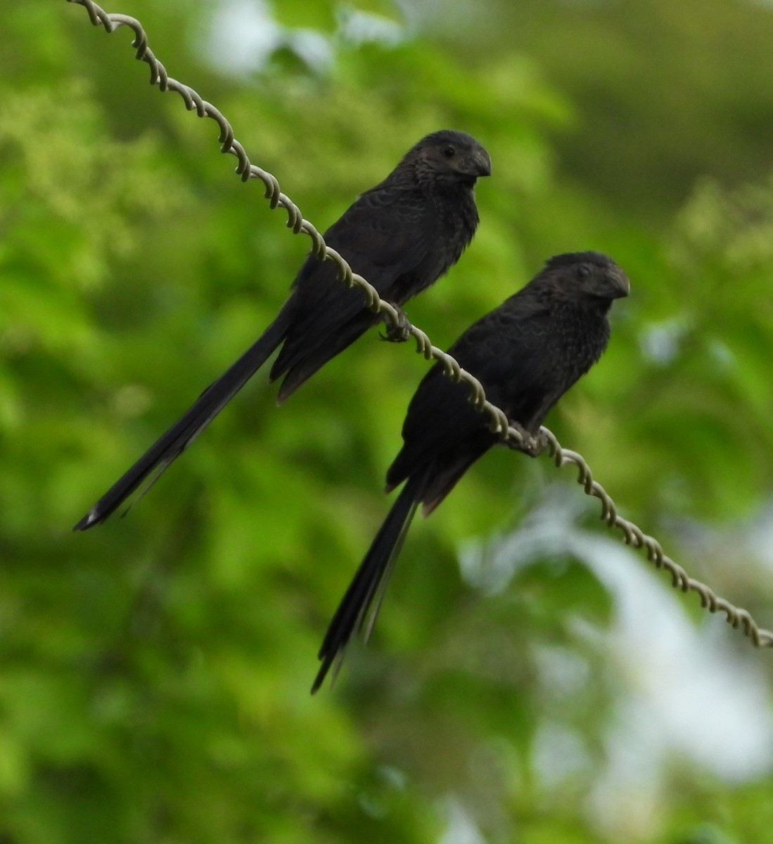 Groove-billed Ani - ML621591926