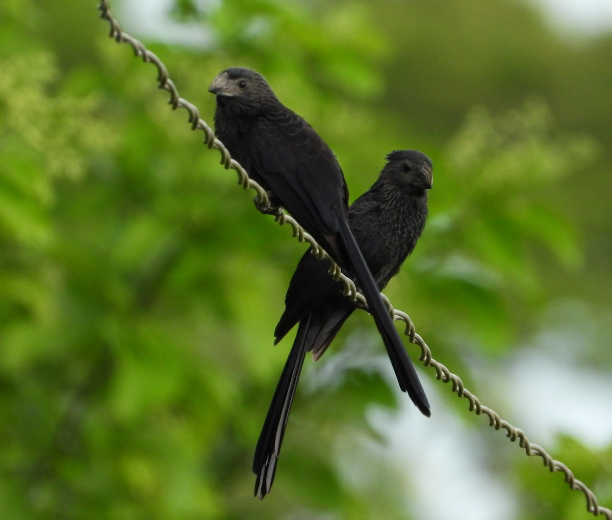 Groove-billed Ani - ML621591927