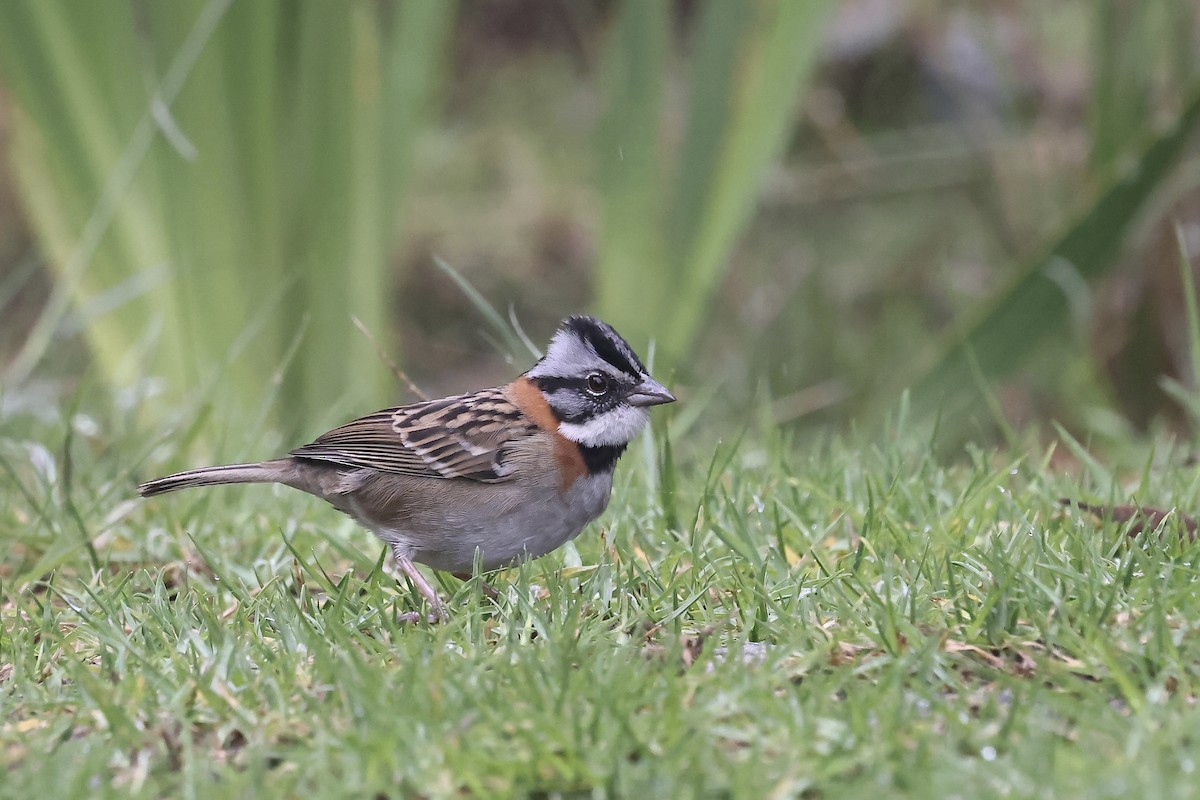 Rufous-collared Sparrow - ML621591975