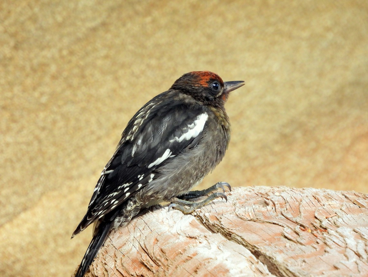 Red-breasted Sapsucker - ML621591991