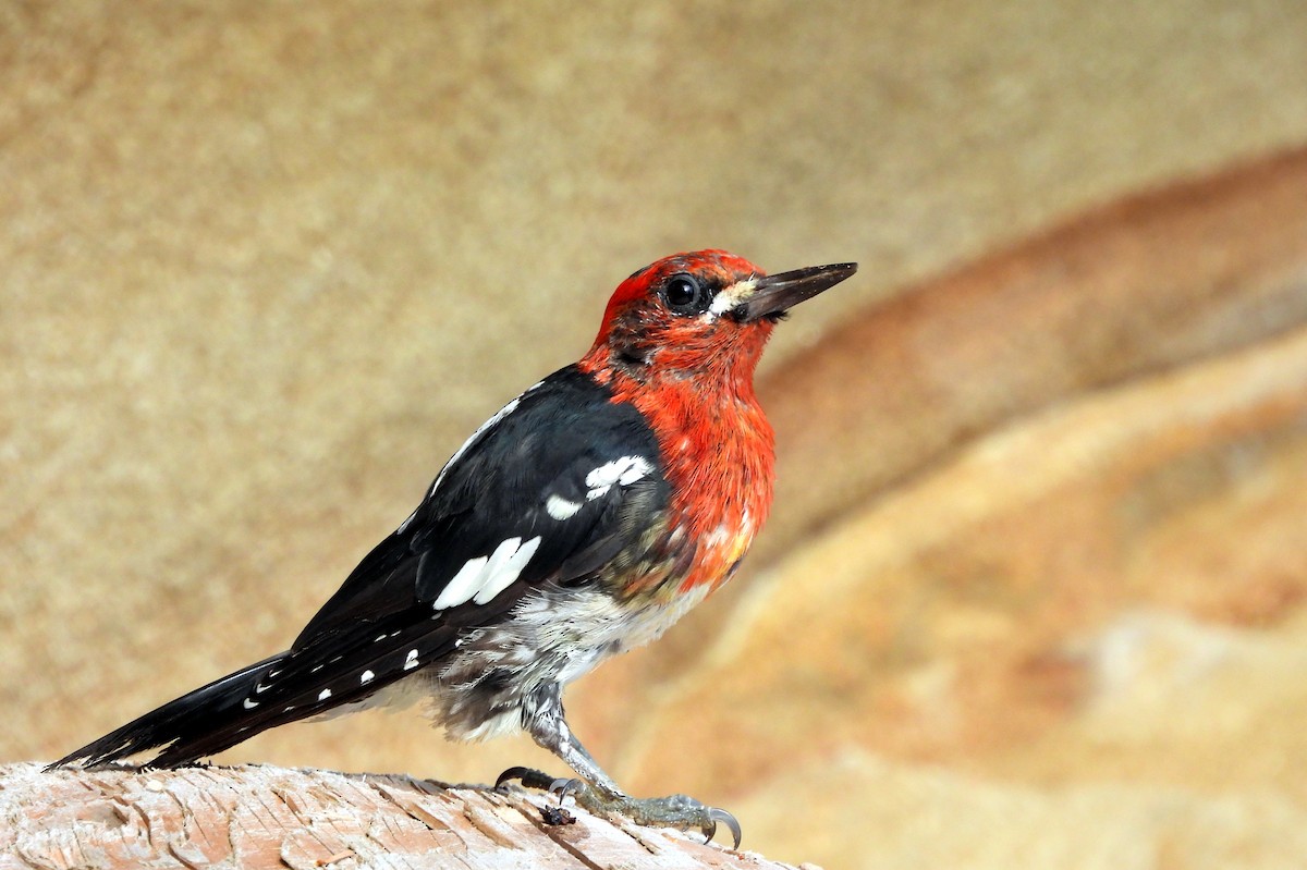 Red-breasted Sapsucker - ML621591992