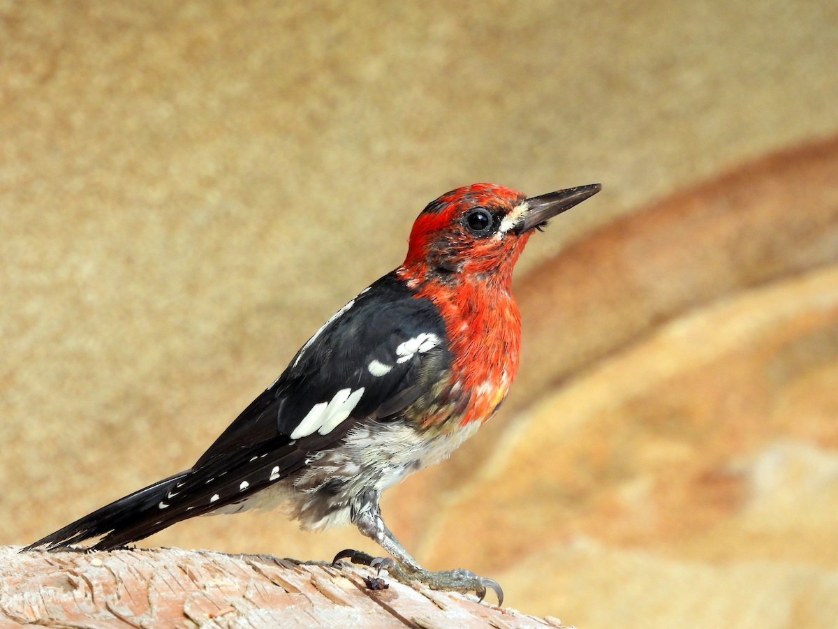 Red-breasted Sapsucker - ML621591993