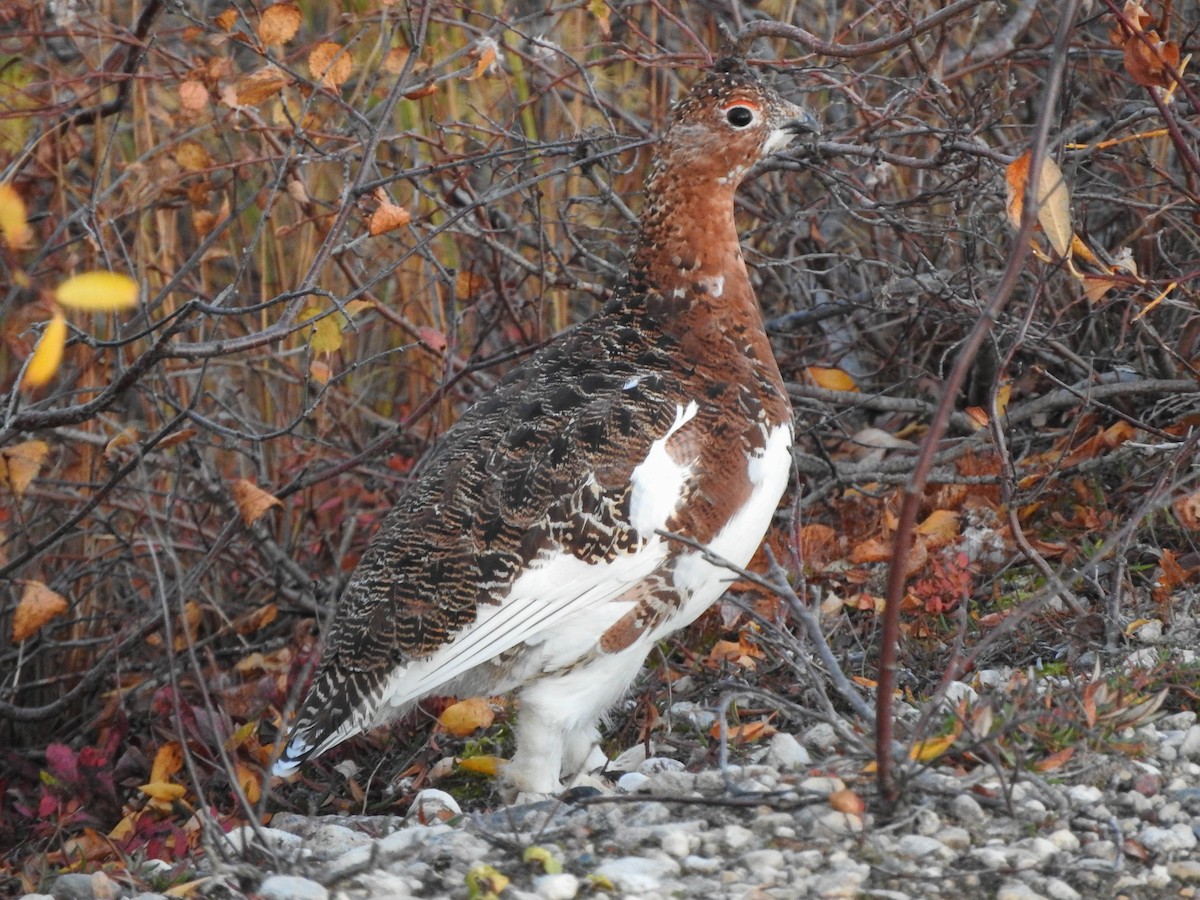 Willow Ptarmigan - ML621592010