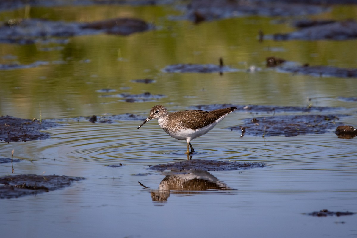 Solitary Sandpiper - ML621592077