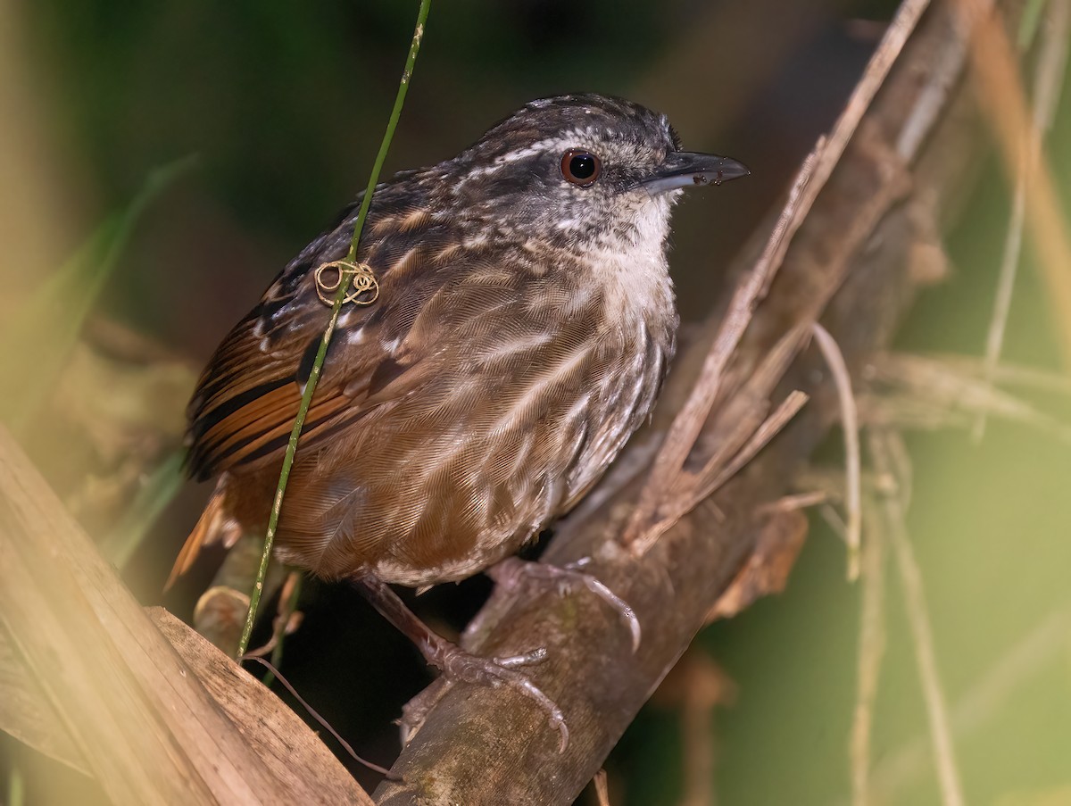 Eyebrowed Wren-Babbler - ML621592110